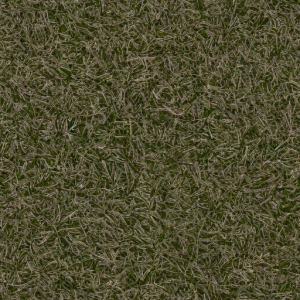 Grass224