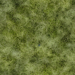 Grass329