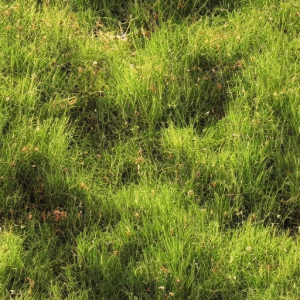 Grass359