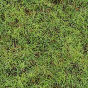 Grass399