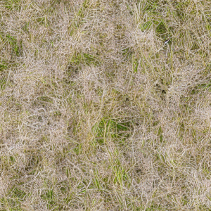 Grass628