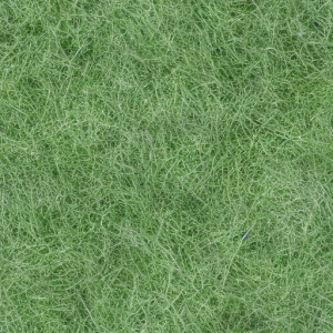 Grass653